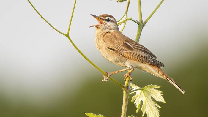 Rufous-tailed Scrub Robin (Simon Tonkin) (6).jpg