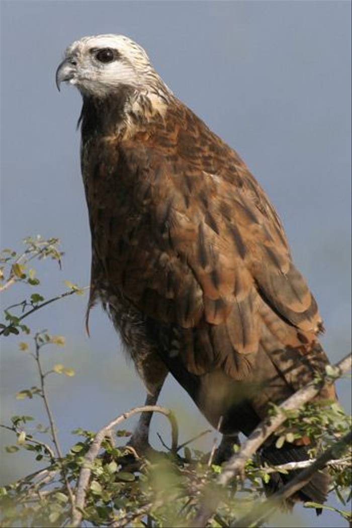 Black-collered Hawk (Peter Dunn)