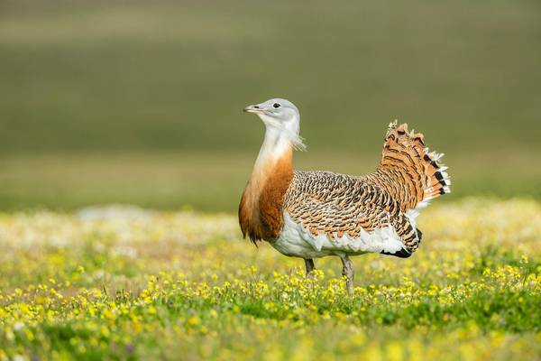 Great Bustard shutterstock_1540689947.jpg