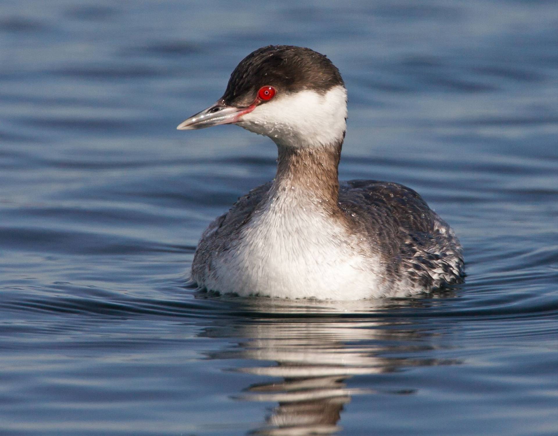 Slavonian Grebe Image
