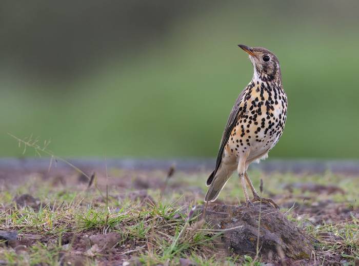 Groundscraper Thrush © Chris Griffin, November 2023