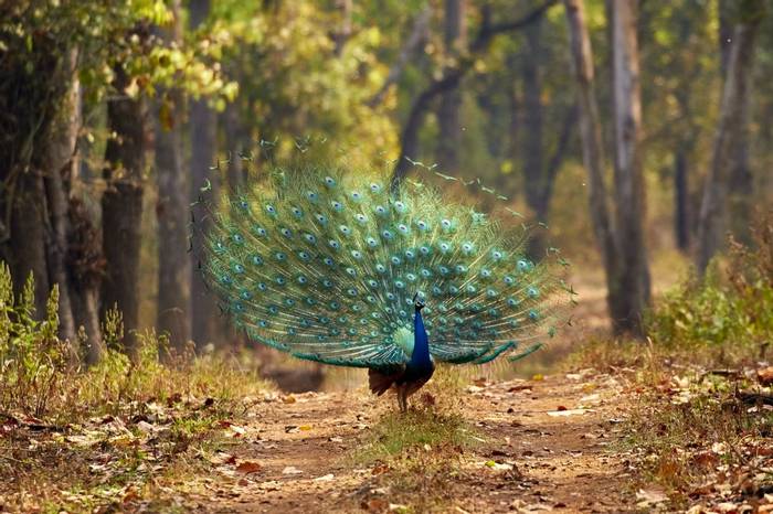 Peacock Displaying