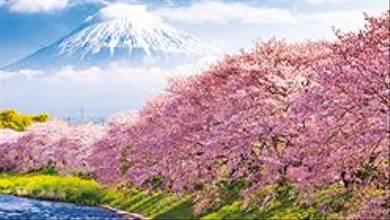 QE 2020 Cherry Blossom.jpg