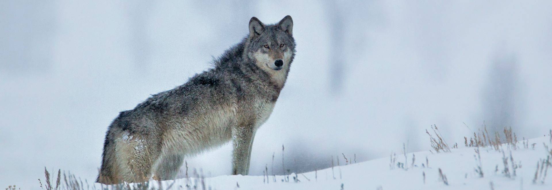 Wolf Watching Holidays Naturetrek - 