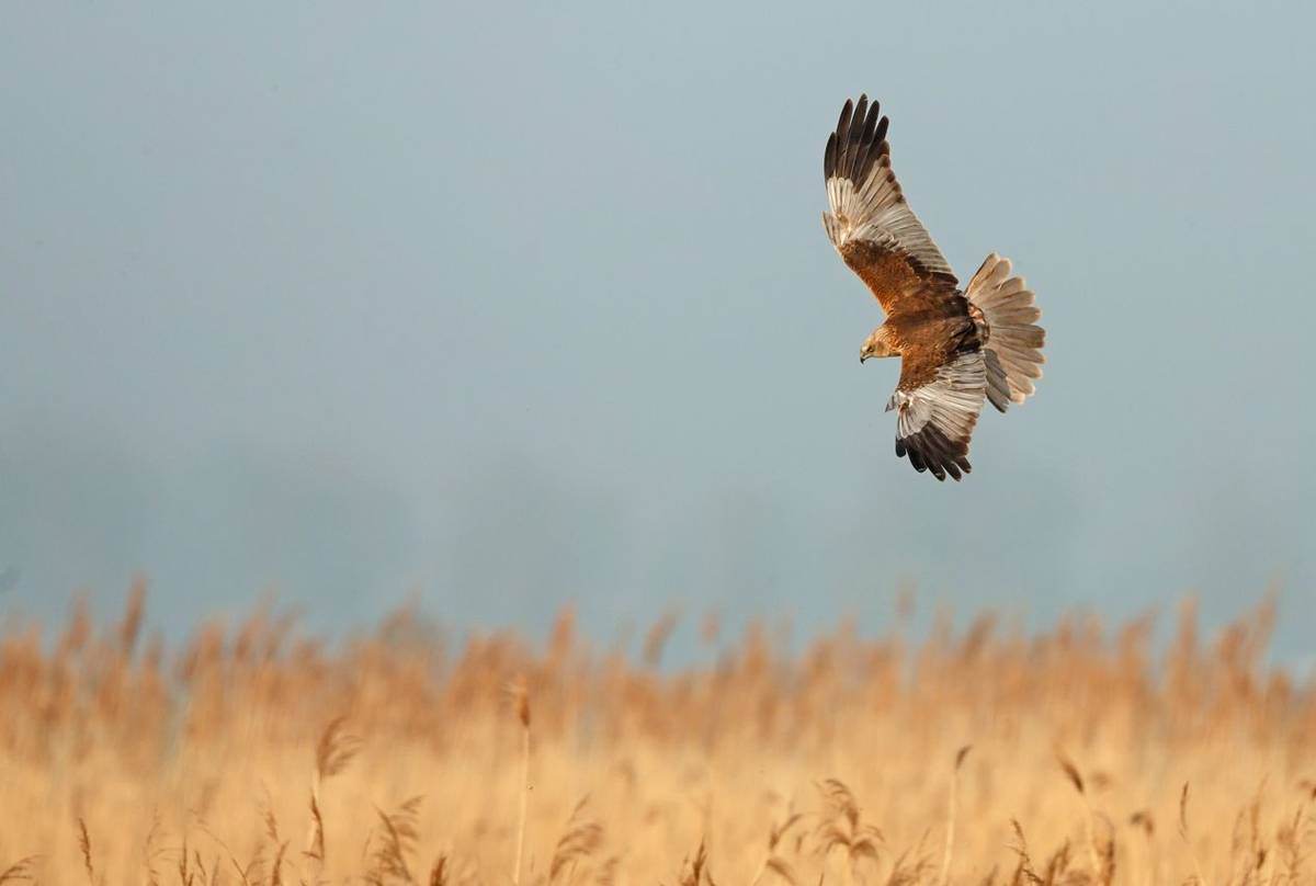 Marsh Harrier shutterstock_189421109.jpg