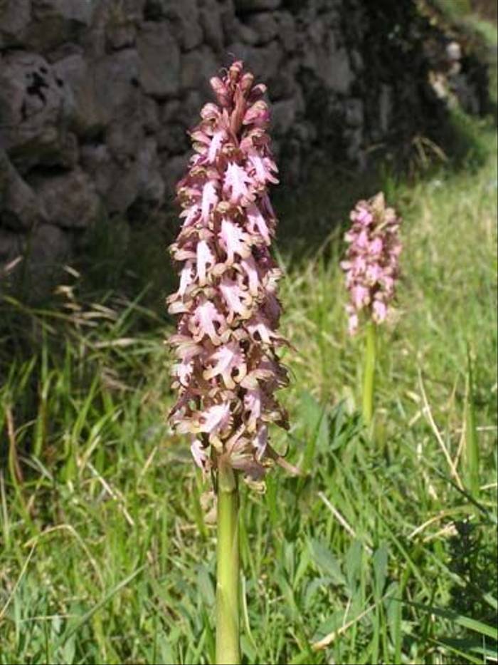Orchids (Thomas Mills)