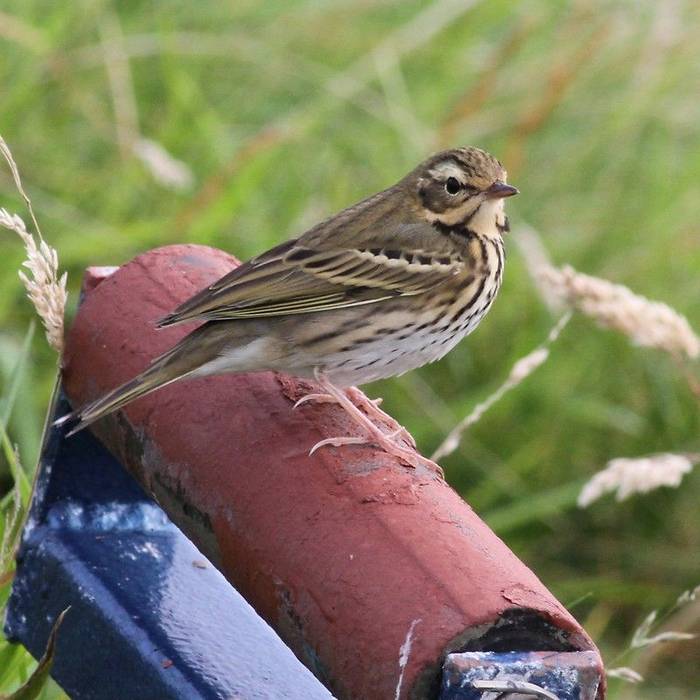 Fair Isle - Olive-backed Pipit (Ian Andrews).jpg