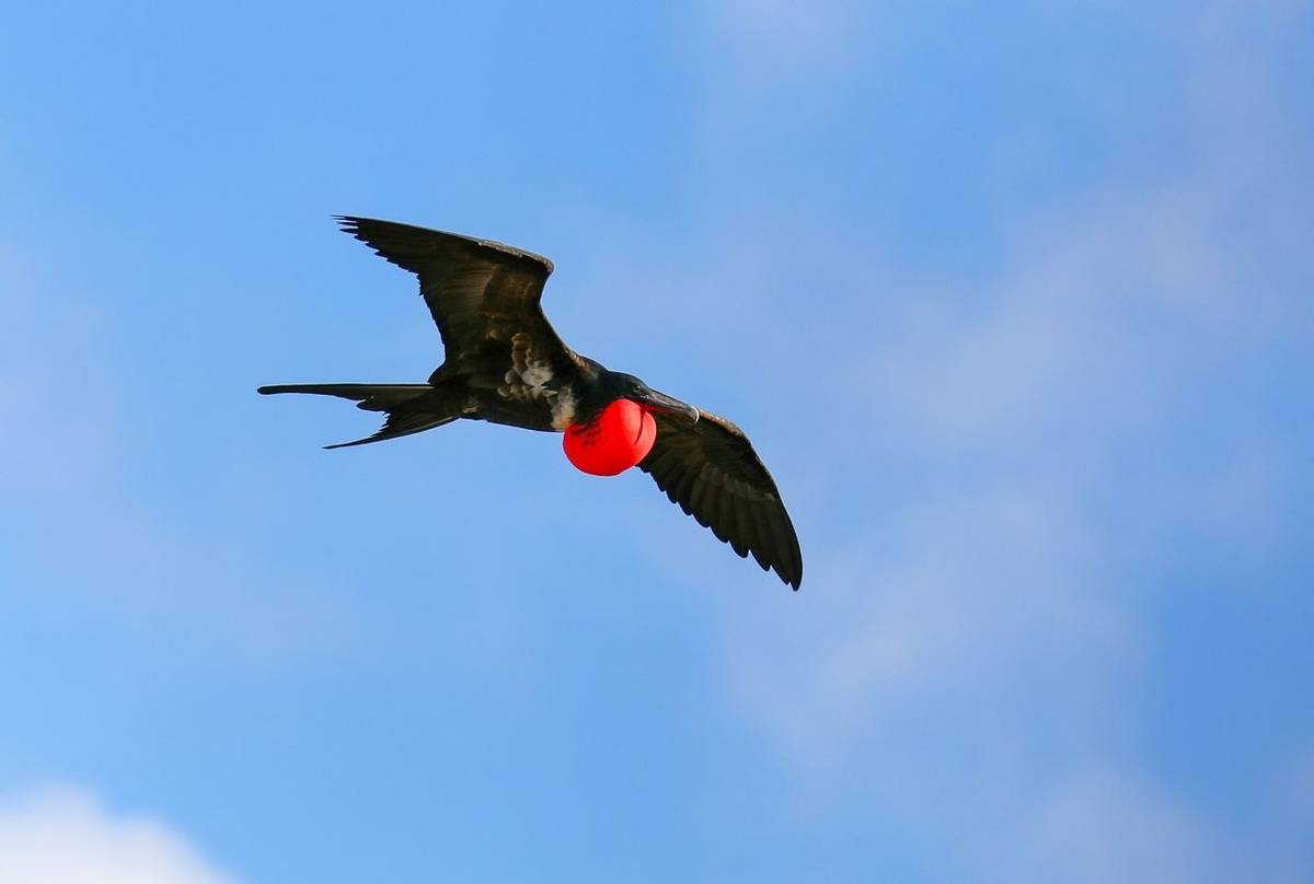 Frigatebird Galapagos Shutterstock 475342495