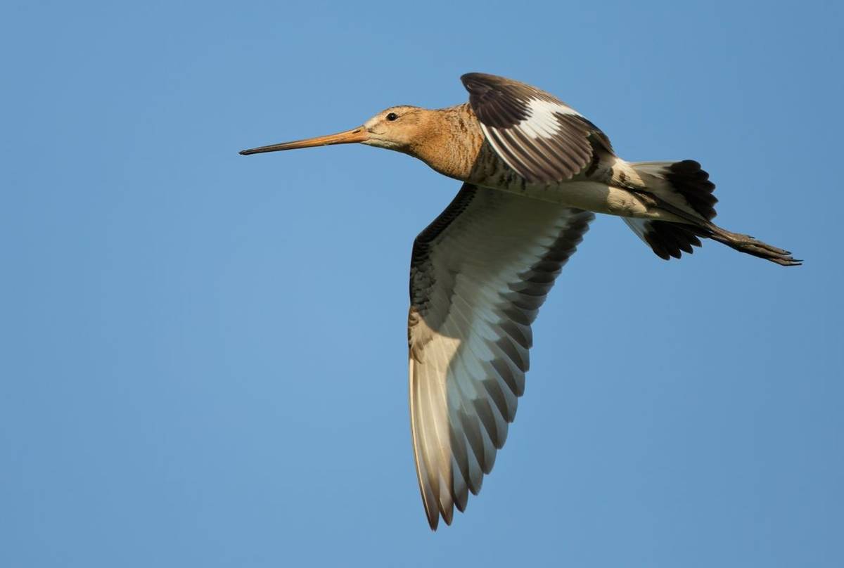 Black-tailed Godwit