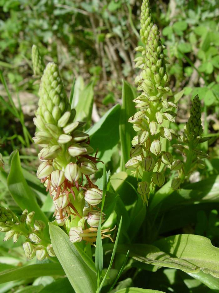 Orchis anthropophora © Mr R. Ouni