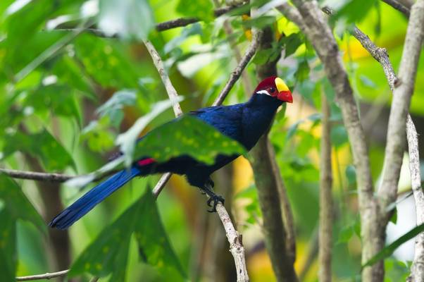 Violet Turaco