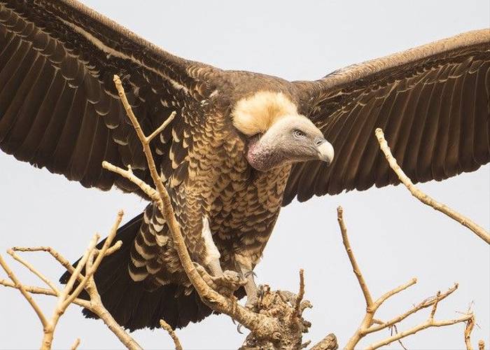 Ruppel's Griffon Vulture, Ian Curran.jpg