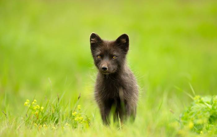 Arctic Fox, Iceland_2601526947.jpg