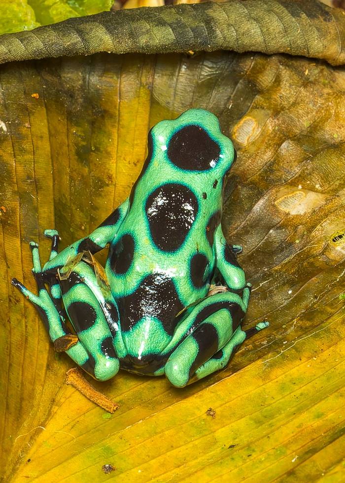 Green-and-black Poison Frog (Dendrobates auratus)_t7a2989-cr3_dxo_deepprimejpg_55182030285_o.jpg