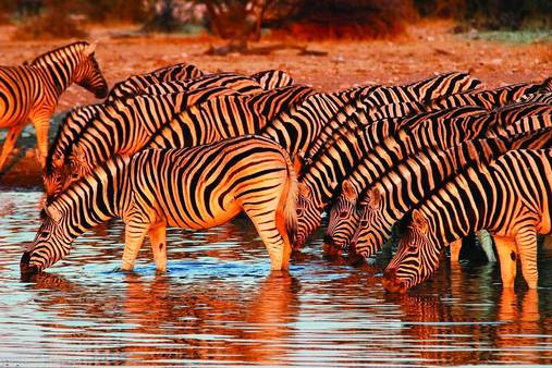 Zebras at a watering hole, Namibia