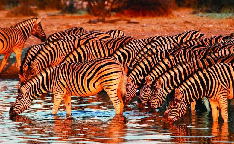 Zebras am Wasserloch im Etosha Nationalpark, Namibia