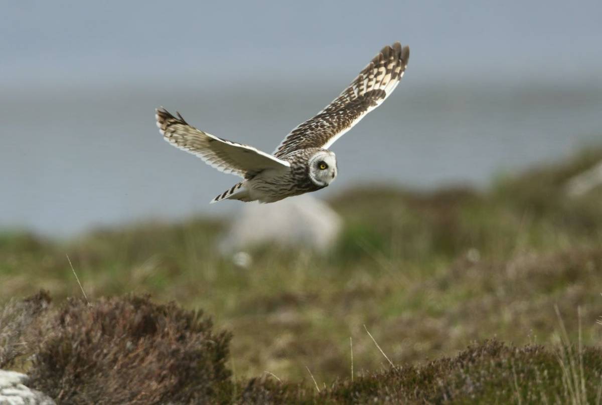 Short-eared Owl (Asio flammeus) shutterstock_571428022.jpg
