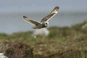 Short-eared Owl (Asio flammeus) shutterstock_571428022.jpg