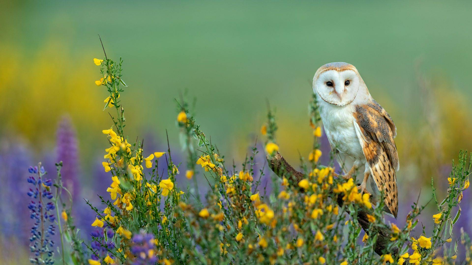 Day Trips in the UK