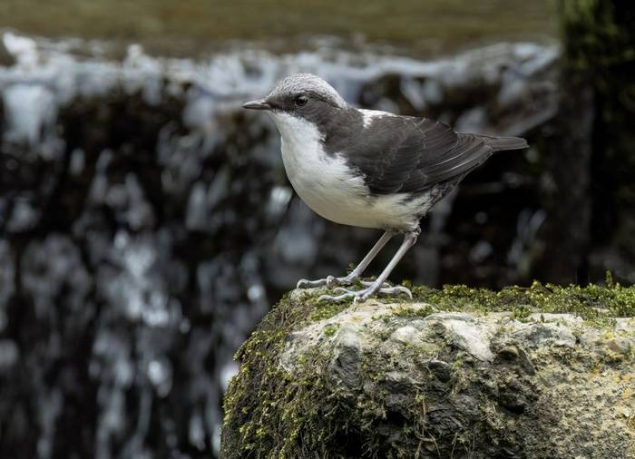 White-capped Dipper (Ian Hilton).jpg