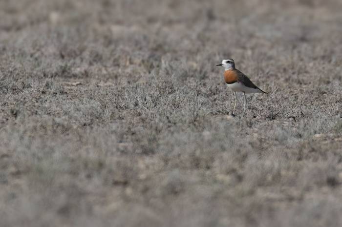Caspian Plover © Chris Griffin, May 2025