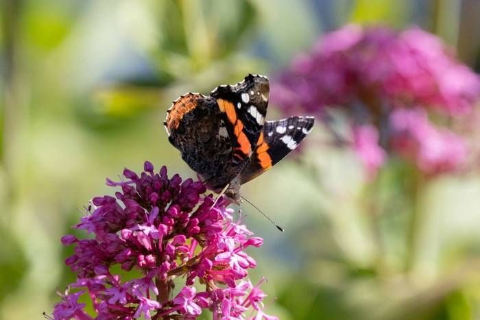 Red Admiral Lundy (Sara Frost).jpg