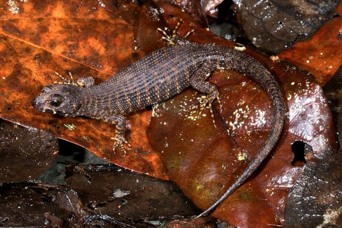 Prickly Forest Skink (Gnypetoscincus queenslandiae), Milla Millaa Falls, Qld © Steve Wilson