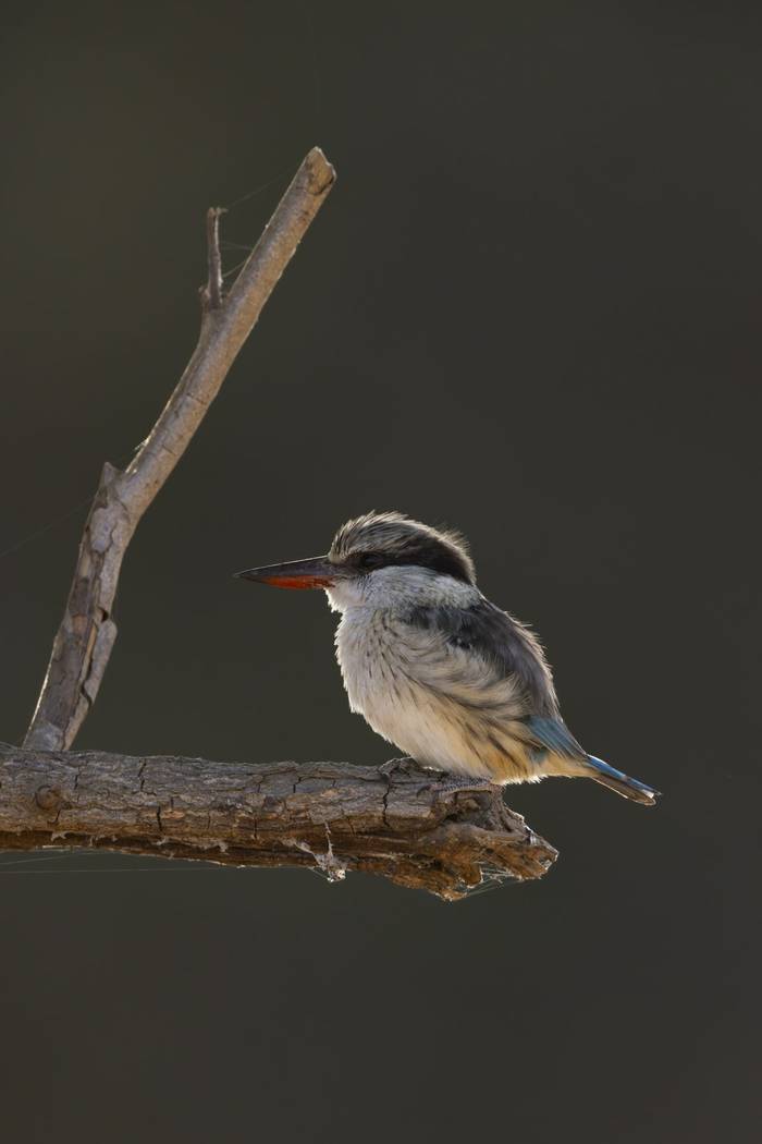 Striped kingfisher Halcyon chelicuti, adult perched on branch, Nambikala, Brikama, The Gambia, January