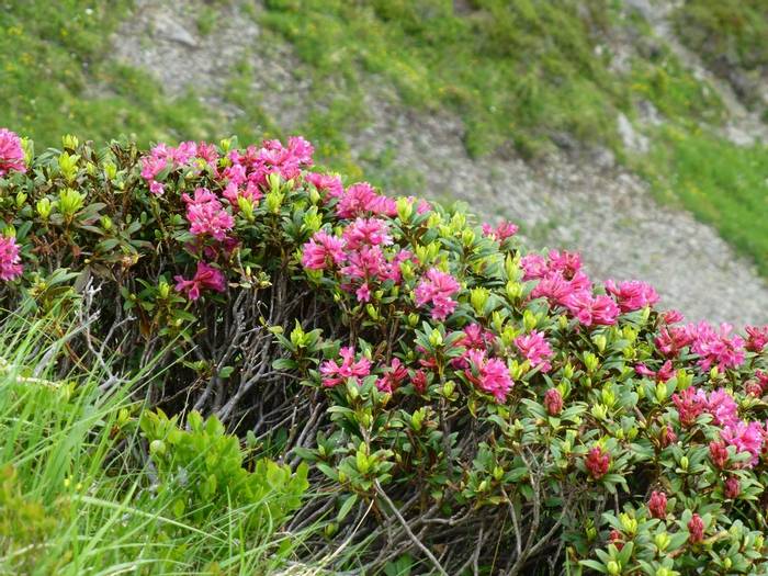 Rhododendron ferrugineum (Kerrie Porteous)