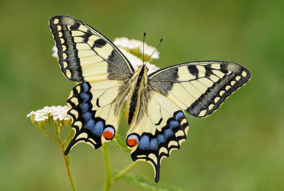 Swallowtail, UK shutterstock_1125818597.jpg