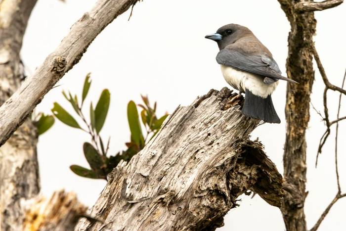 White-breasted Woodswallow