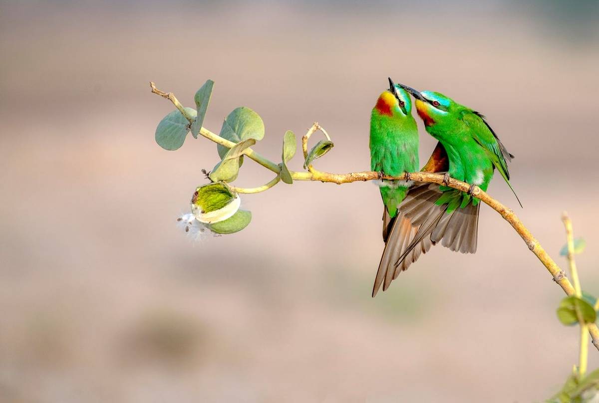 Blue Cheeked Bee Eater Shutterstock 1093214915