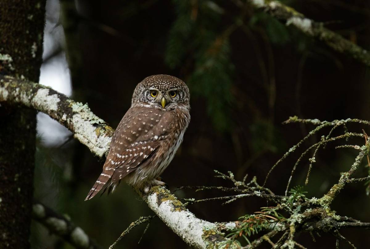 Eurasian Pygmy Owl