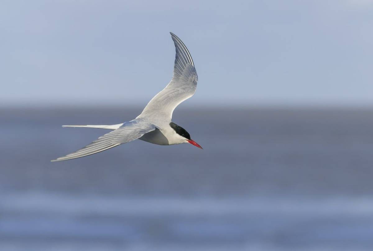 Arctic Tern