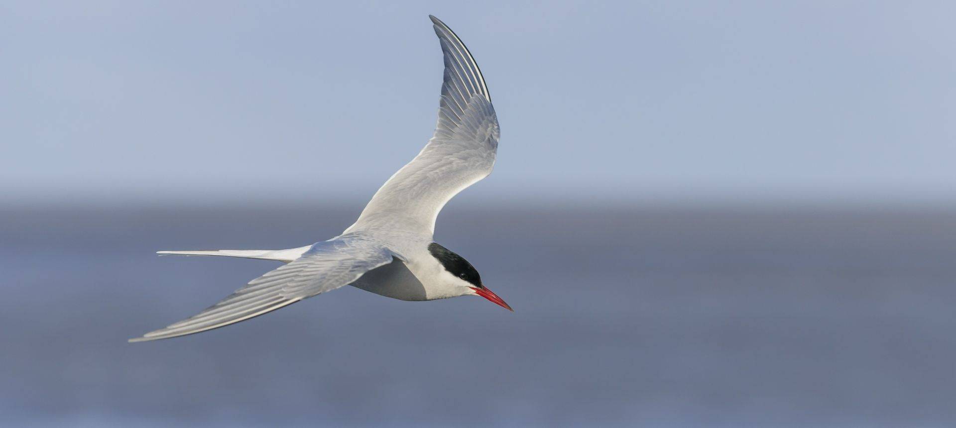 Arctic Tern