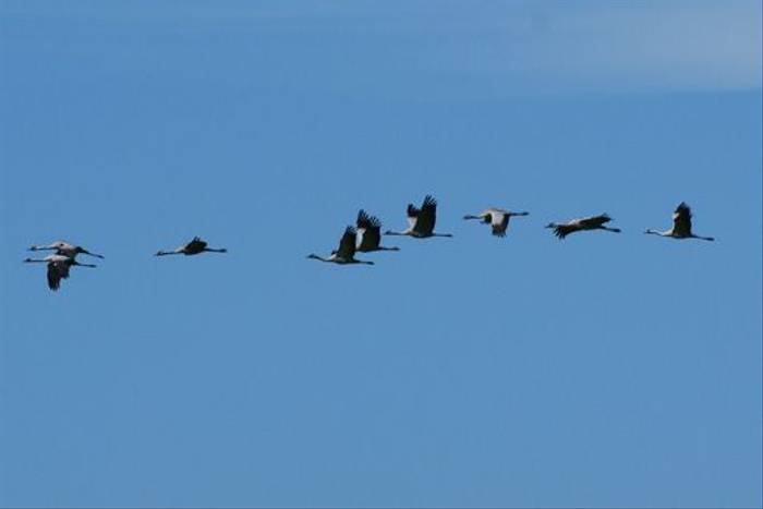 Common Cranes (Graham Dorgan)