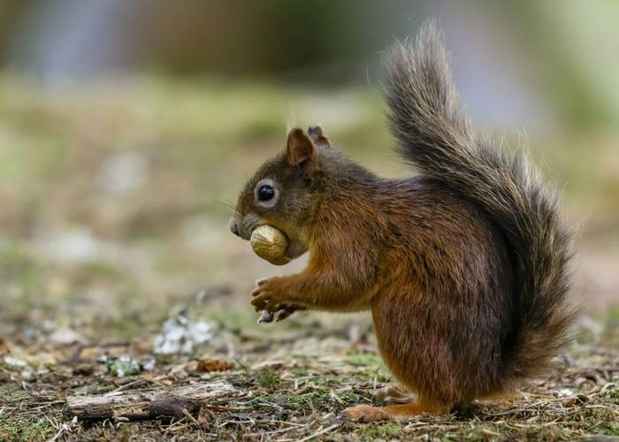 Red Squirrel © Andy Nayler