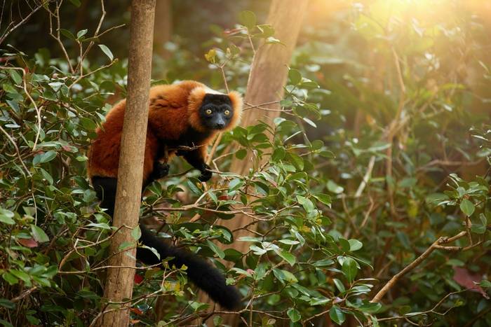 Red-ruffed Lemur shutterstock_2326692881.jpg