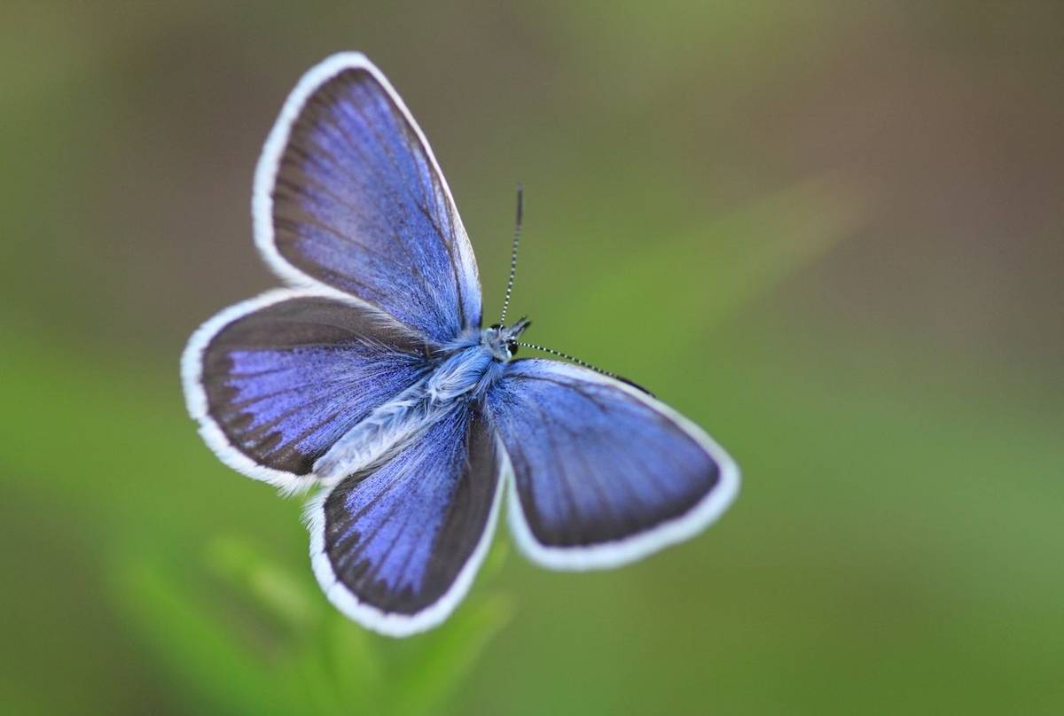 Silver-studded Blue