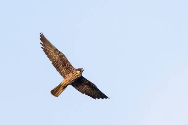 Eleonora's Falcon shutterstock_1667268481.jpg