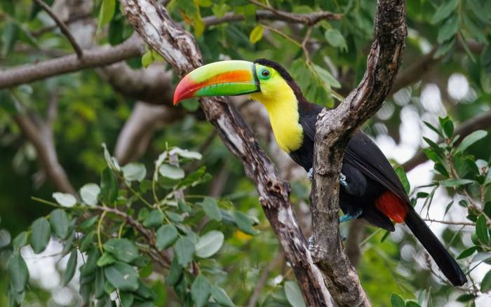 Keel-billed Toucan  (Marcus John).jpg