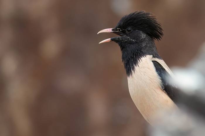 Rose-coloured Starling © Chris Griffin, May 2025