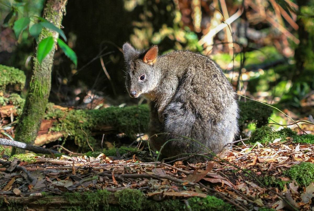 Tasmanian Pademelon. Shutterstock 248485807