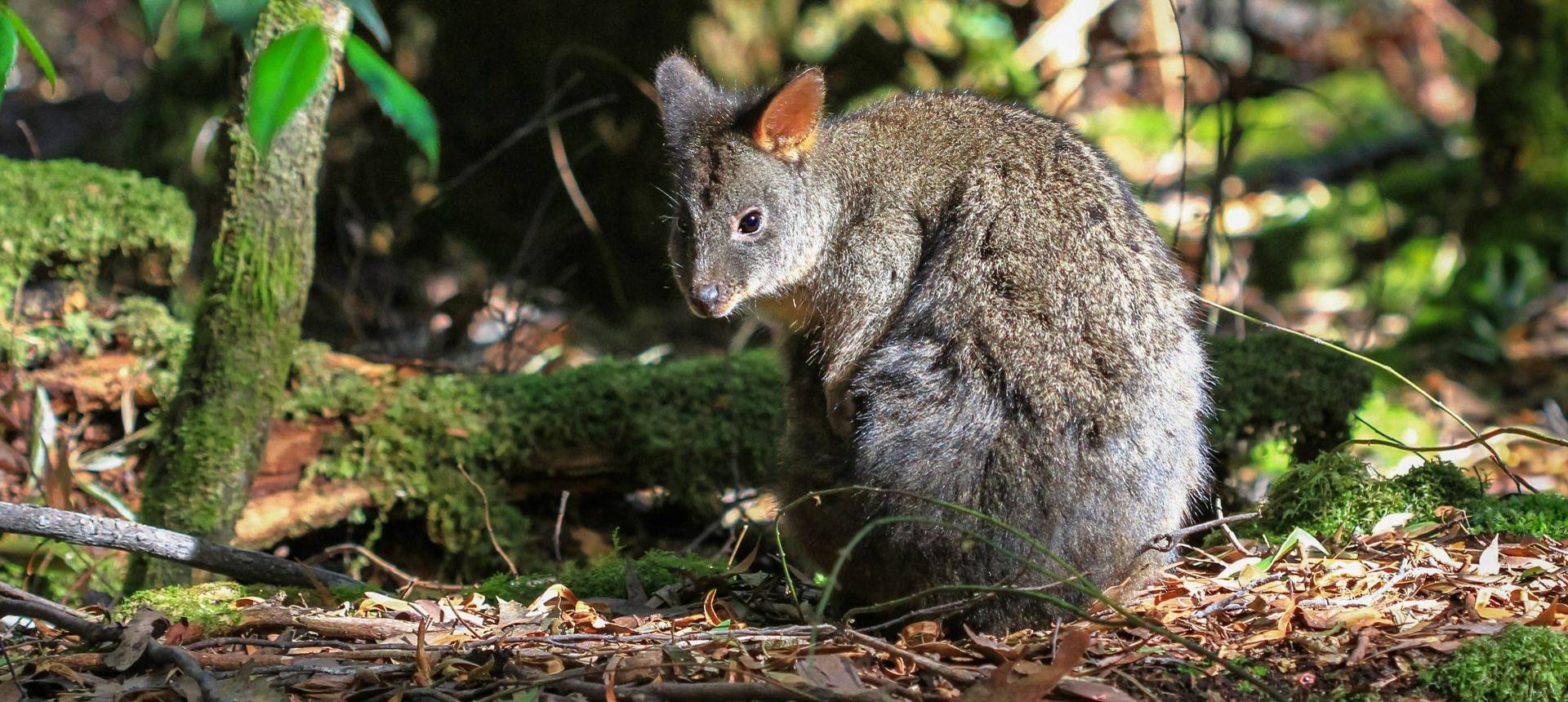 Tasmanian Pademelon. Shutterstock 248485807
