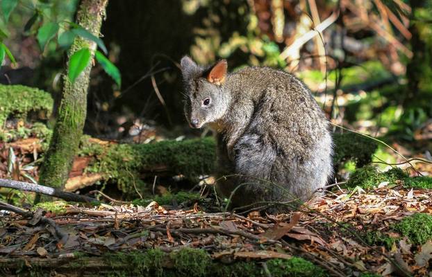 Tasmanian Pademelon. Shutterstock 248485807