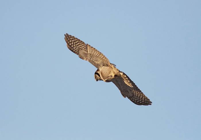 Hawk Owl (Daniel Green)