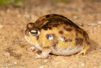 Namaqua Rain Frog (Breviceps namaquensis) © Tyrone Ping
