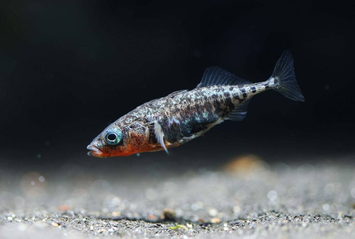 Three-spined Stickleback