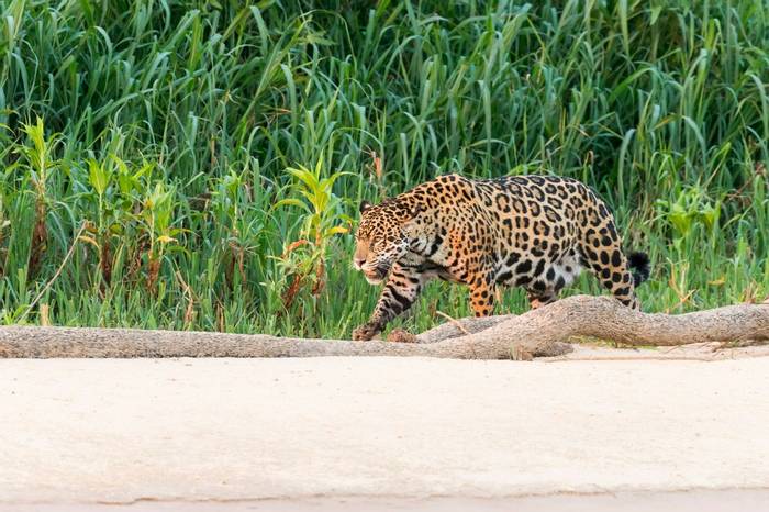 Jaguar, Brazil Shutterstock 1280529748