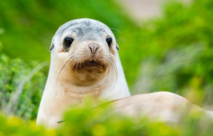 puppy australian sea lion on green bush in kangaroo island puppy australian sea lion on green bush in kangaroo island